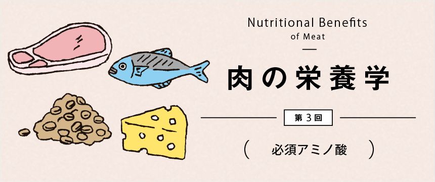 肉の栄養学 第3回「必須アミノ酸」