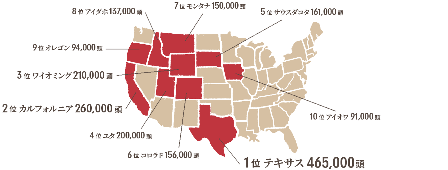 1位 テキサス465000頭, 2位 カルフォルニア260000頭, 3位 ワイオミング210000頭, 4位 ユタ200000頭, 5位 サウスダコタ161000頭, 6位 コロラド156000頭, 7位 モンタナ150000頭, 8位 アイダホ137000頭, 9位 オレゴン94000頭, 10位 アイオワ91000頭